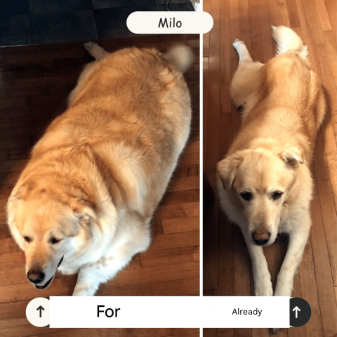 Újratölthető Labdaelőelő a Kutyák számára – FetchPro