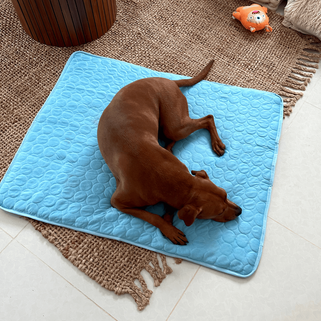 Innovatív Hűsítőmatrac Kutyáknak (4x Hűtőteljesítmény) - ChillComfort