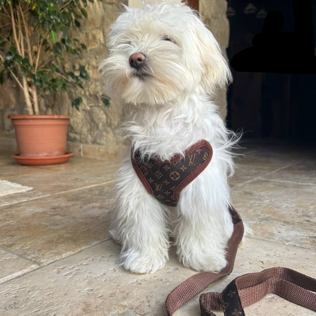 Kutyakötél és Póráz – PawLuxe