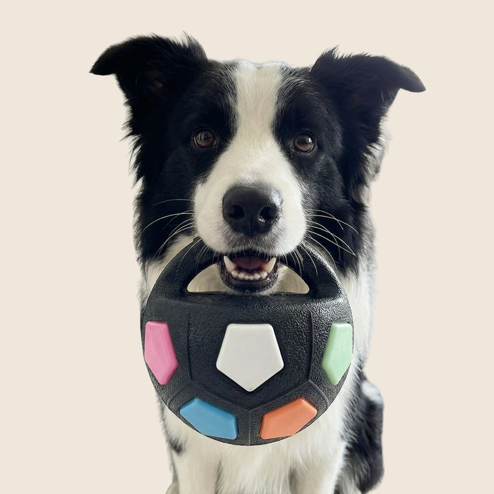 Fekete-fehér border collie szemből, szájában a fekete, fogantyús labdával, amelyen rózsaszín, fehér, zöld, kék és narancs betétek vannak.