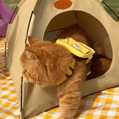 Hűsítő Macska Sátor - CoolCat Retreat