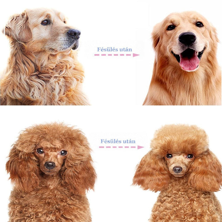 Egy golden retriever és egy uszkár két-két képen: elöl gubancos, fésülés után rendezett és bolyhos szőrrel. 7