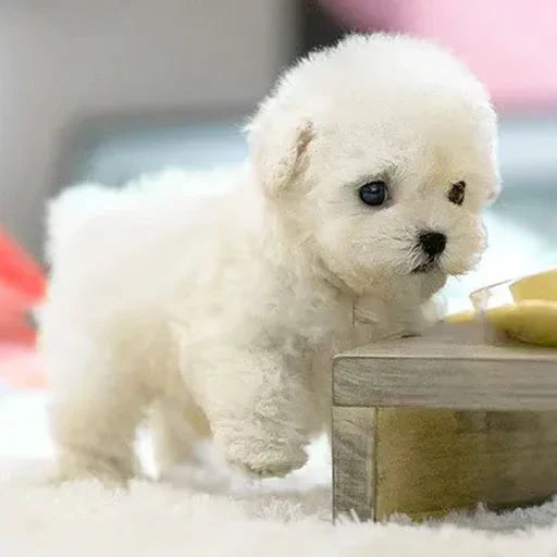 Hófehér, bolyhos plüsskutya áll a puha szőnyegen, az egyik mancsát emeli, mellette egy kis fa asztalka. 7