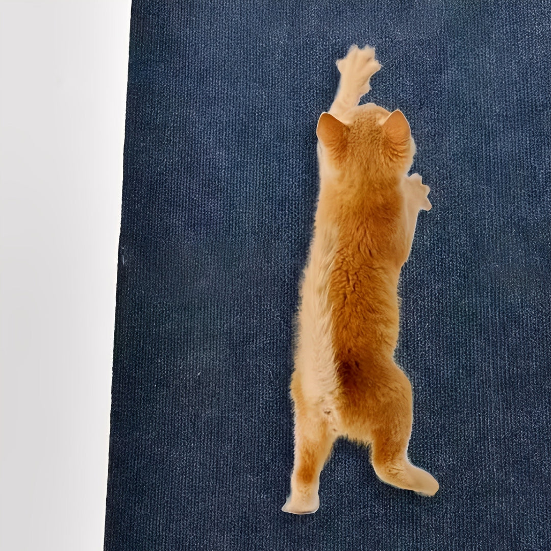 Narancssárga cica hátsó lábain állva, felfelé nyúlva kaparja a sötétkék szőnyegfelületet.