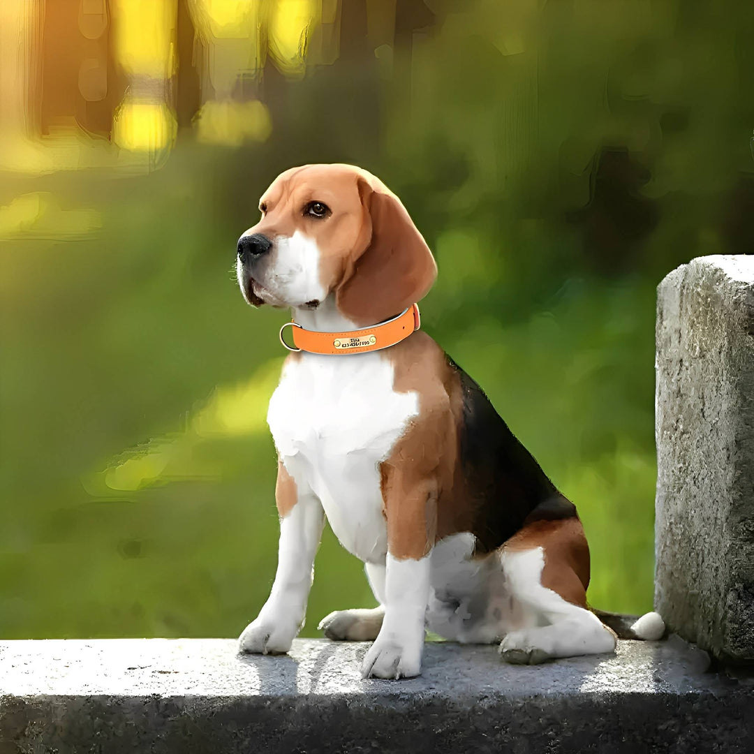 Narancssárga bőr kutyanyakörv névtáblával egy ülő beagle kutyán.