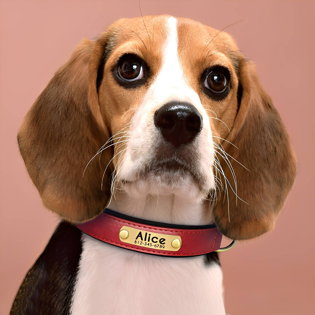 Piros bőr kutyanyakörv gravírozott aranyszínű névtáblával egy beagle kutyán.