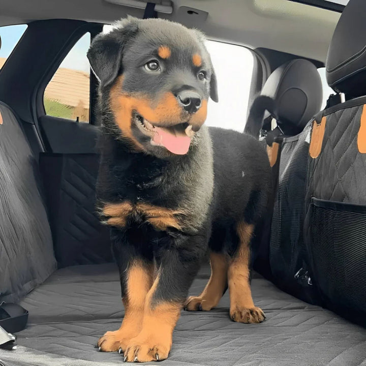 Rottweiler kölyökkutya áll a szürkés fekvőfelületen a hátsó ülésen, jobbra oldalvédő hálós zsebbel.