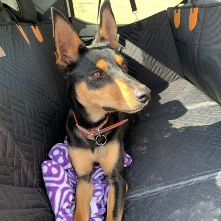 Fekete steppelt ülésvédő a hátsó ülésen, rajta ülő doberman kutya, lila takaróval a mellső lábai alatt.