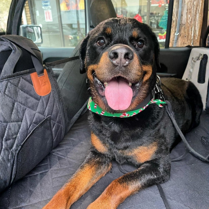 Rottweiler fekszik a fekete steppelt védőn, balra az oldalvédő hálós zsebbel és narancsbarna fülekkel látszik.