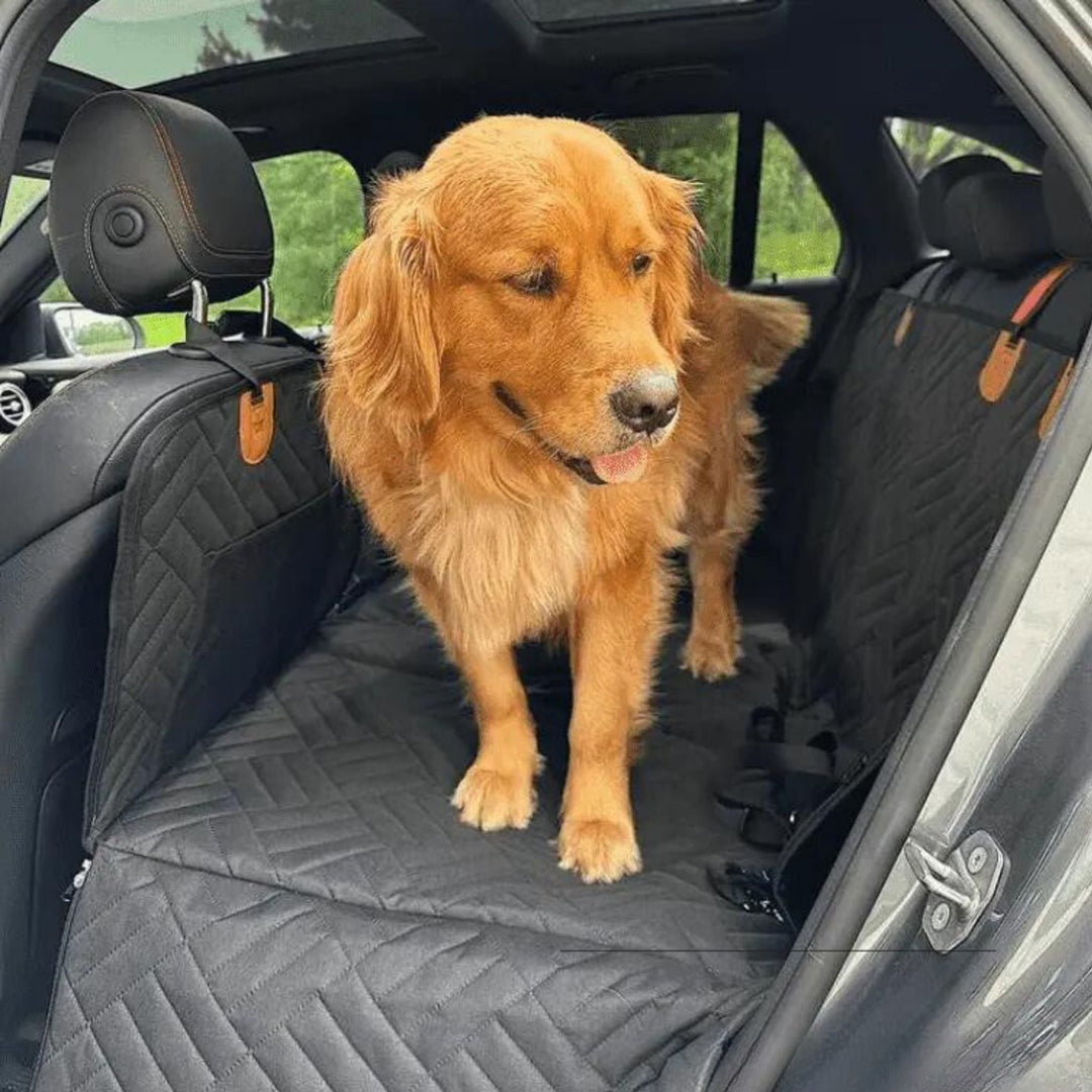 Aranyszínű retriever áll a fekete steppelt védőn az autó hátsó ülésén, két oldalt feltűrt oldalvédőkkel.