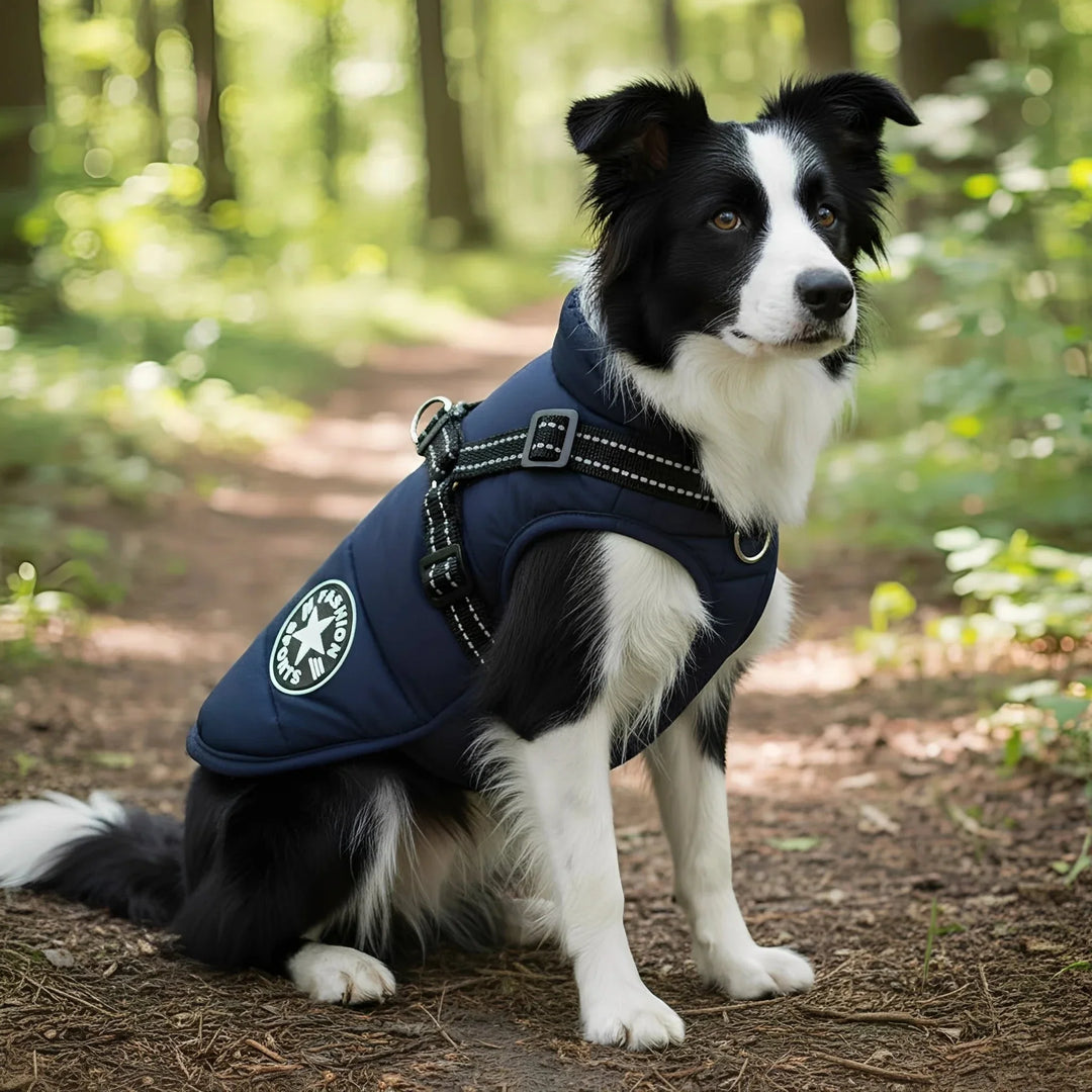 Sötétkék steppelt kabátot viselő fekete-fehér border collie ül egy erdei ösvényen, a kabáton hám pántjai és csatjai látszanak. 1