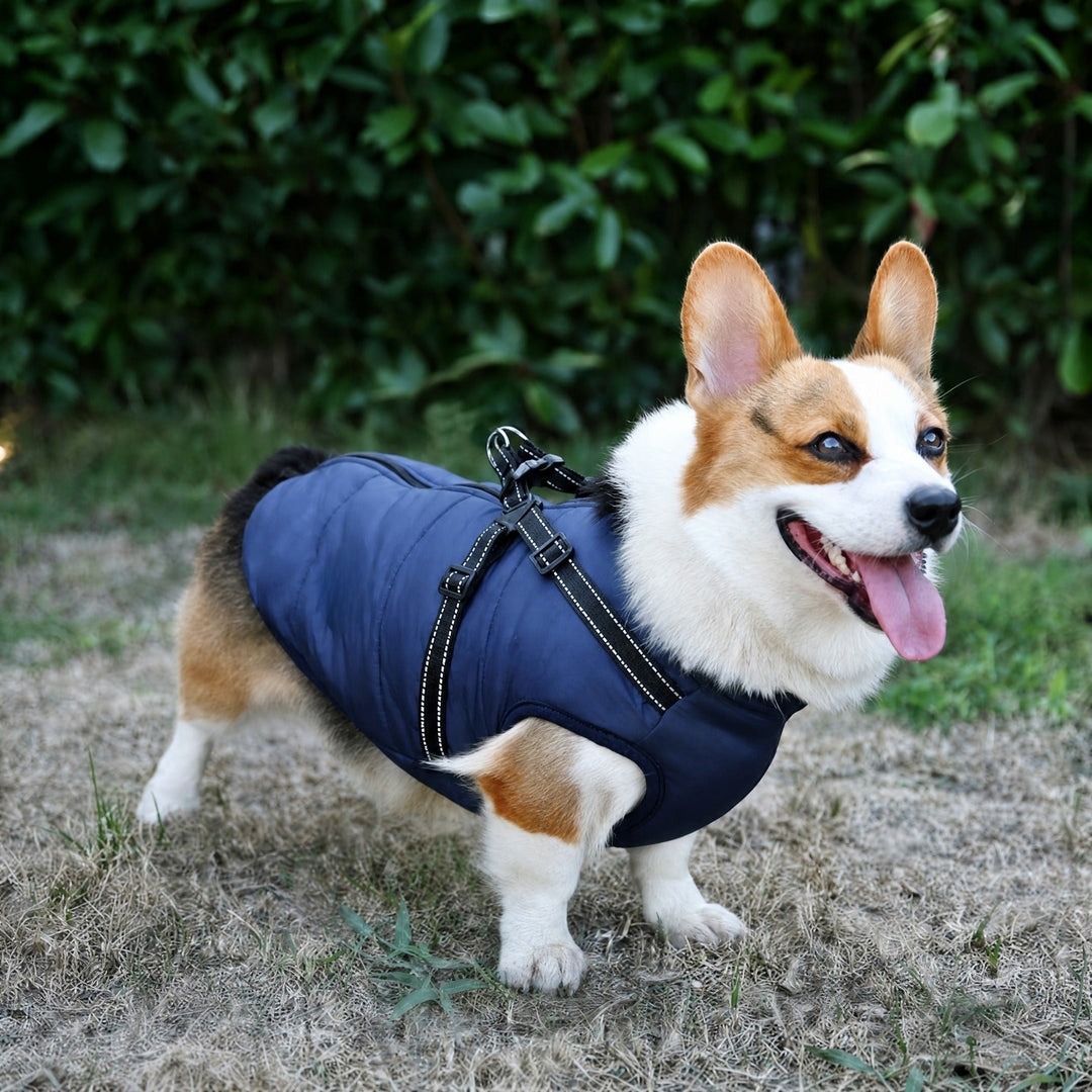 Mosolygó corgi áll a szabadban sötétkék steppelt kabátban, a hátán fényvisszaverő csíkos hámpántok futnak. 3