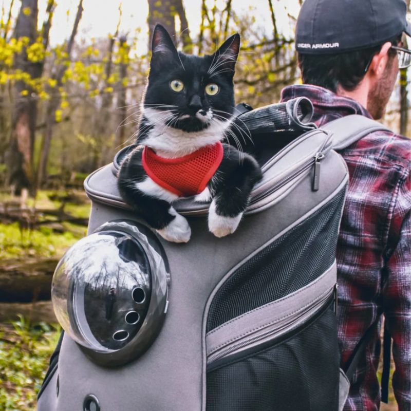 Kiscicák Rejtője - CatTrekker